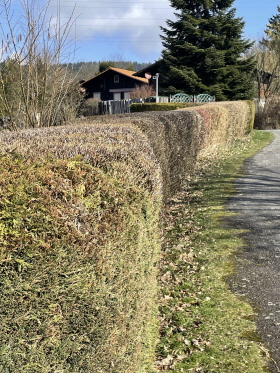 Super Schnitt dank unserer flei&szlig;igen Hausmeister im Dorf